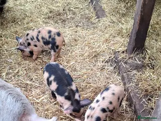 Pig livestock 2 x male kune kune piglets - Advert 2