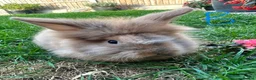 Lionhead rabbits for sale: Lionhead rabbits for sale  - Advert 17