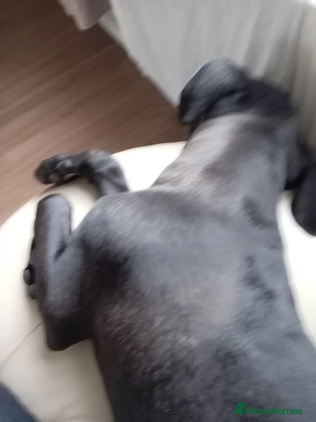 Cane Corso dogs for sale: Male cane Corso - Advert 8