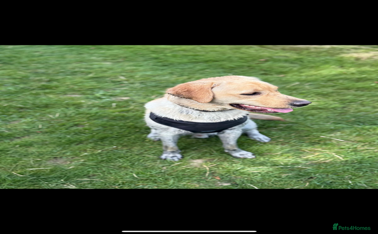 Labrador Retriever dogs - Advert 5