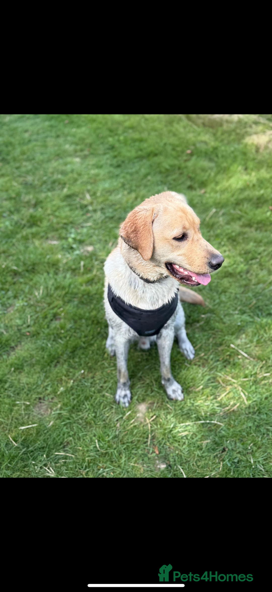 Labrador Retriever dogs for sale: 🐾Much-Loved Golden Labrador, 1 Year Old🐾 - Image 1