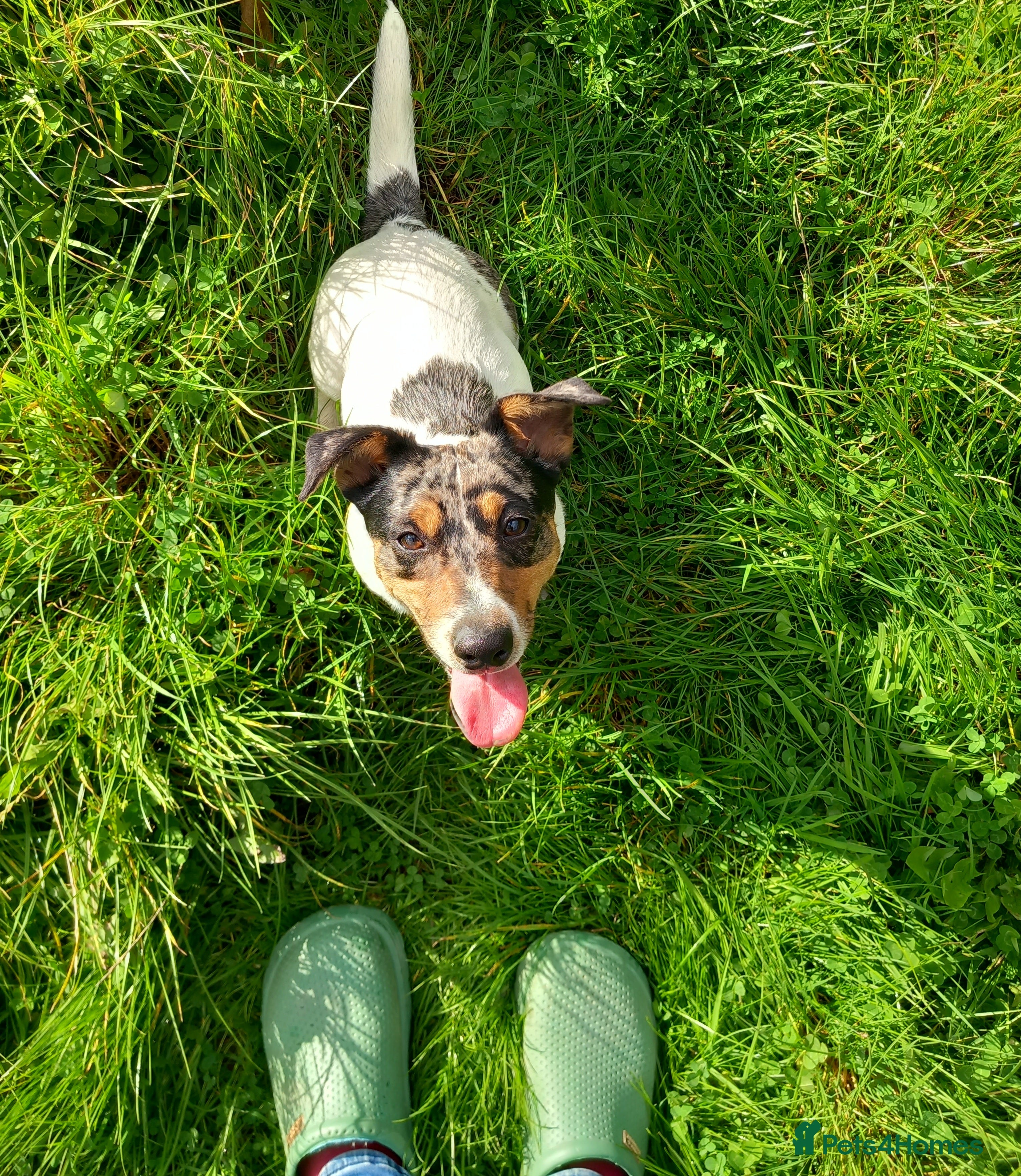 Jack Russell dogs Beautiful Spayed Jack Russell Girl  in Holsworthy - Advert 12