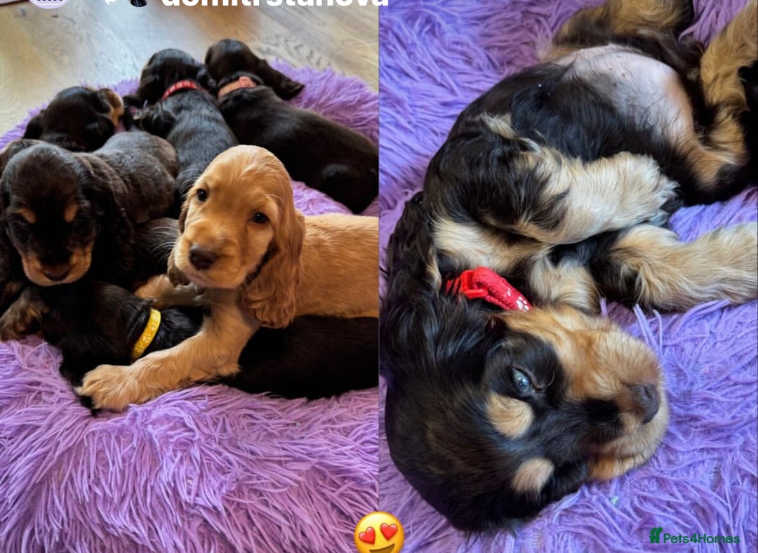 Cocker Spaniel dogs for sale: Golden Male Show Cocker Spaniel - Image 13