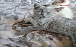 British Shorthair cats for sale: British blue  - Image 4