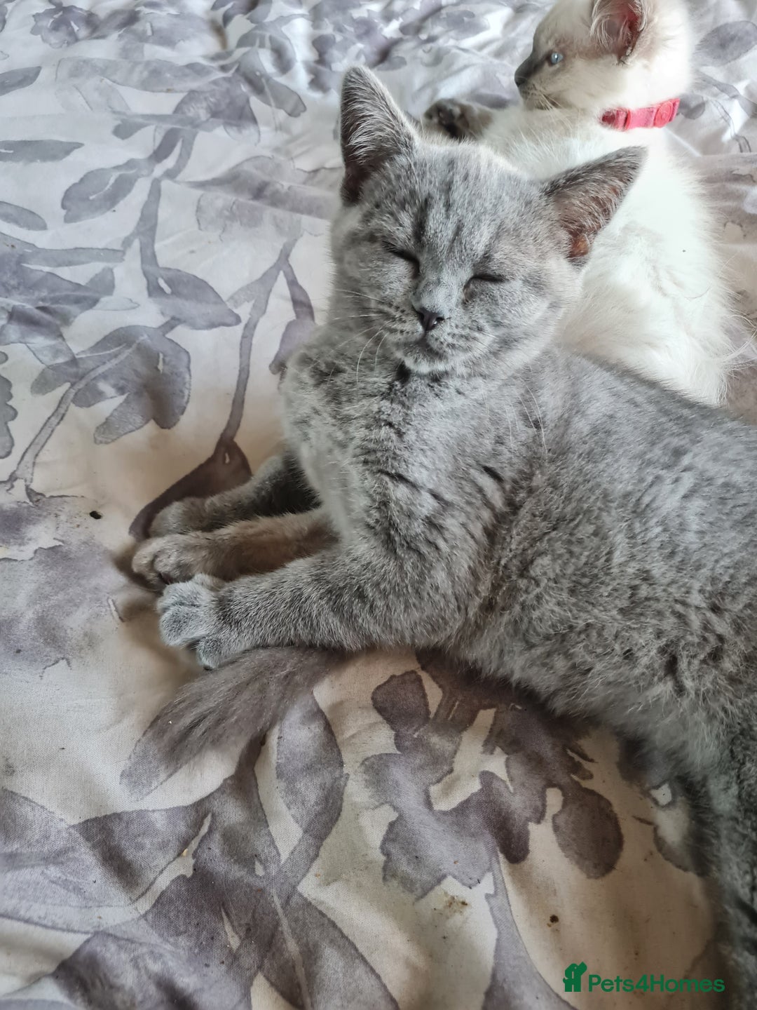 British Shorthair cats for sale: British blue  - Image 4