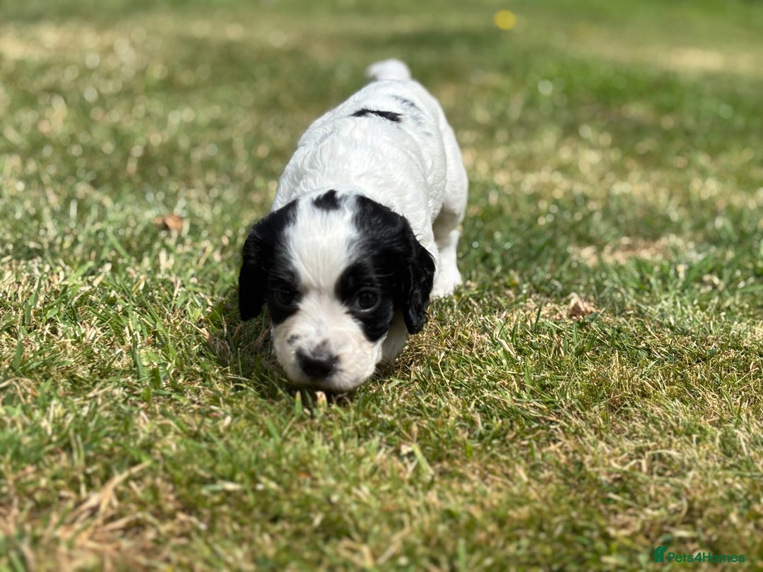 Cocker Spaniel dogs for sale: 1 beautiful boy working cocker spaniels left £650 - Image 32