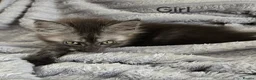 Maine Coon cats for sale: 2 Maine Coon girls. - Advert 18