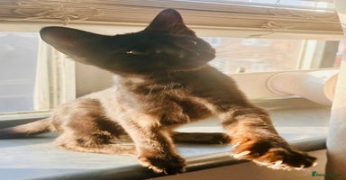 Savannah cats - Advert 5