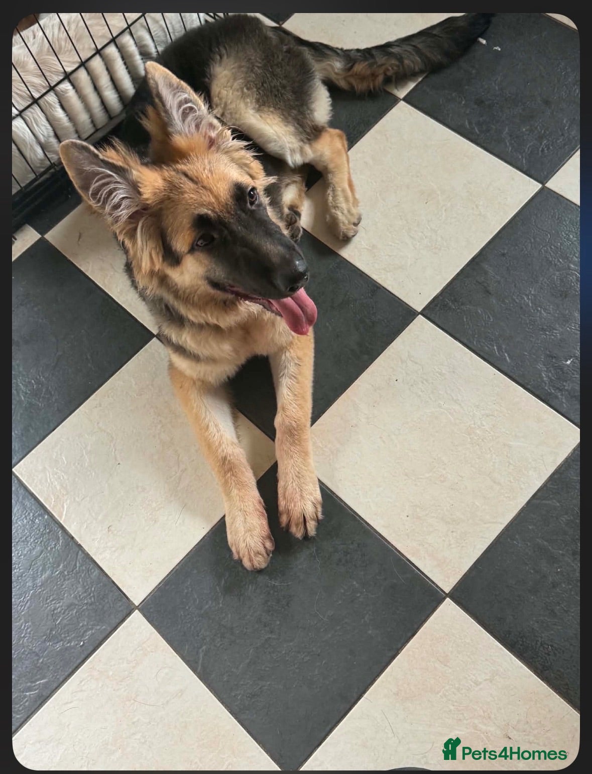 German Shepherd dogs Light long hair back and tan  - Advert 3