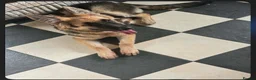 German Shepherd dogs for sale: Light long hair back and tan  in Milton Keynes - Advert 1