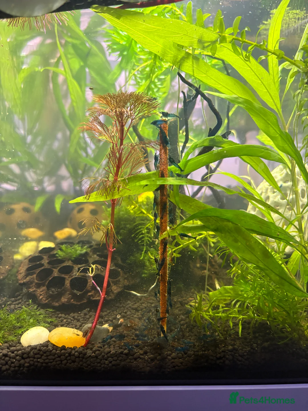 Shrimps fish for sale: Blue and Brown Shrimp - Advert 3