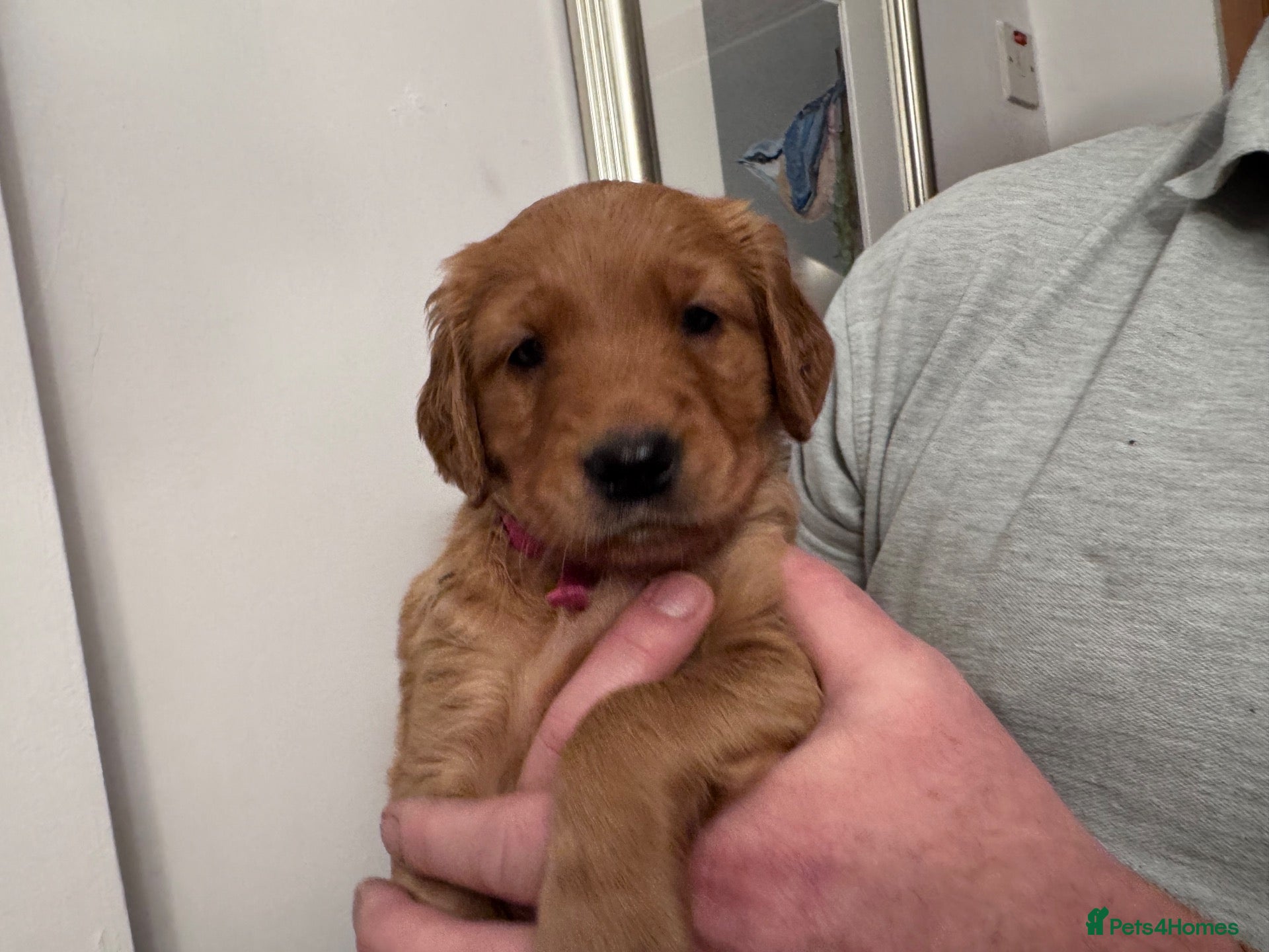 Golden Retriever dogs for sale: KC reg Dark Golden Retriever Pups - Advert 1