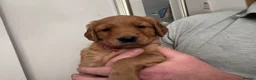 Golden Retriever dogs for sale: KC reg Dark Golden Retriever Pups - Advert 1