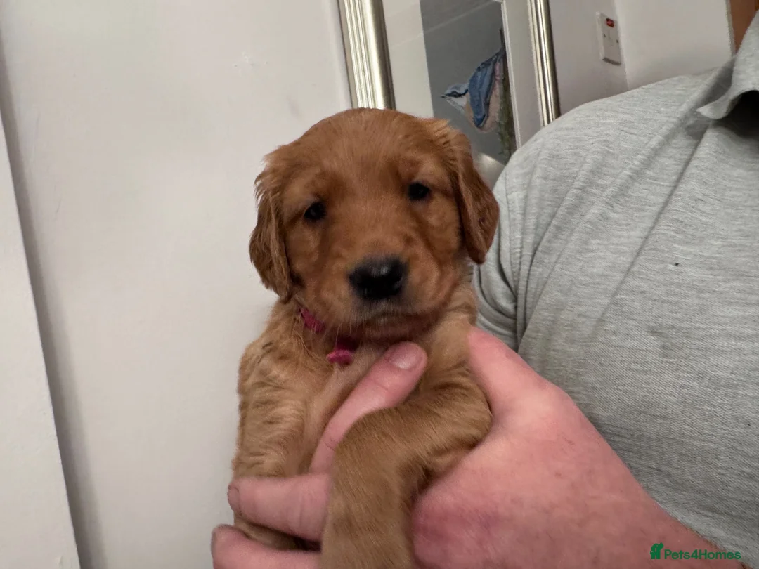 Golden Retriever dogs for sale: KC reg Dark Golden Retriever Pups - Advert 1
