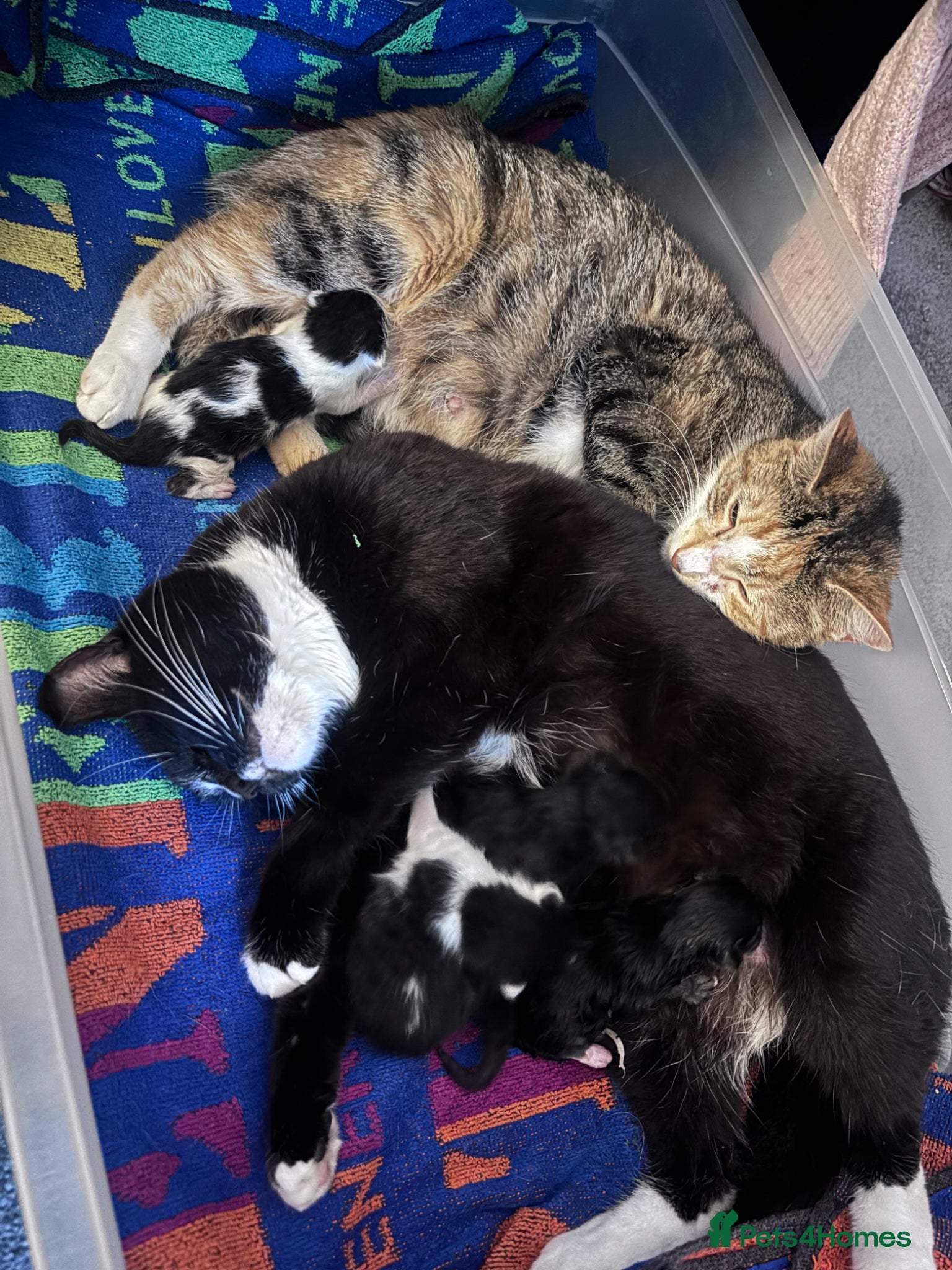 Mixed Breed cats for sale: Tabby kittens & black & white kittens  - Advert 8