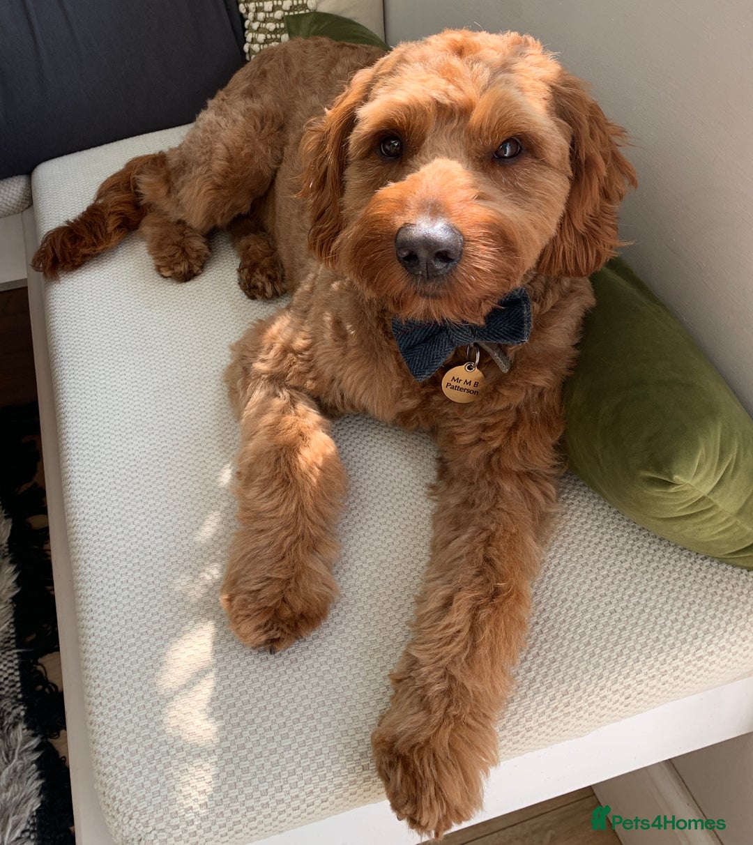 Australian Labradoodle dogs for stud: Australian Labradoodle Stud – Excellent Bloodlines - Image 2