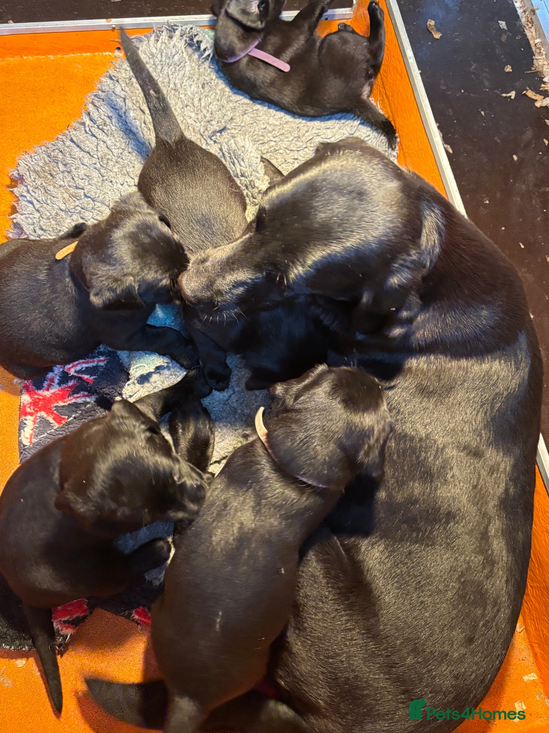 Labrador Retriever dogs for sale: 2 boys looking for forever homes - Image 2