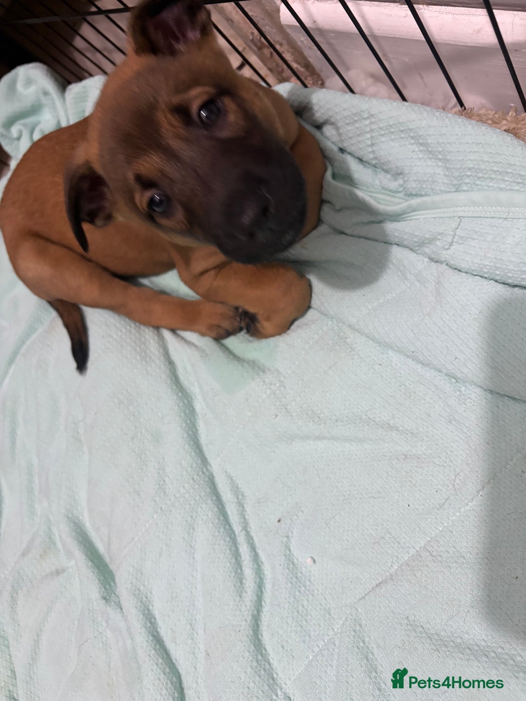 Mixed Breed dogs for sale: Belgian mali cross bullgreyhound PUPPIES  - Advert 22