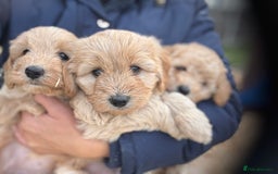 Cockapoo dogs for sale: Boy and girls cockapoo puppies - Image 1