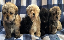 Maltipoo dogs for sale: Stunning Maltipoo Puppies ⭐️ DNA Tested ⭐️ - Image 2
