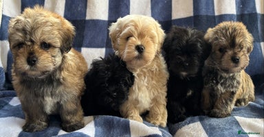 Maltipoo dogs - Advert 8