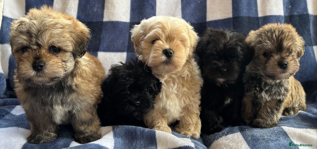 Maltipoo dogs for sale: Stunning Maltipoo Puppies ⭐️ DNA Tested ⭐️ - Image 2
