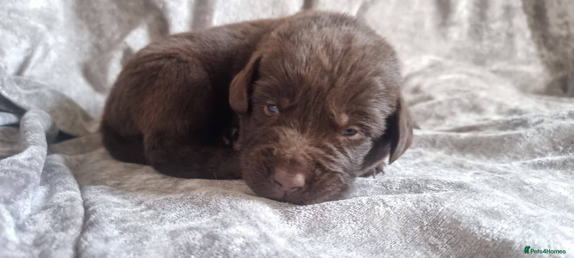 Mixed Breed dogs Newfador lab x newfie - Advert 9