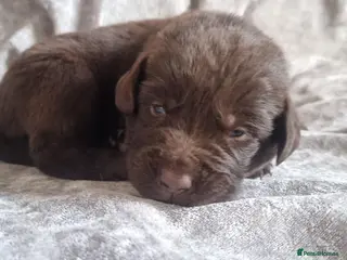 Mixed Breed dogs Newfador lab x newfie - Advert 6