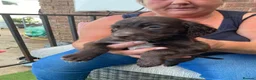 Cocker Spaniel dogs for sale: Cocker spaniel puppies in Evesham - Advert 6