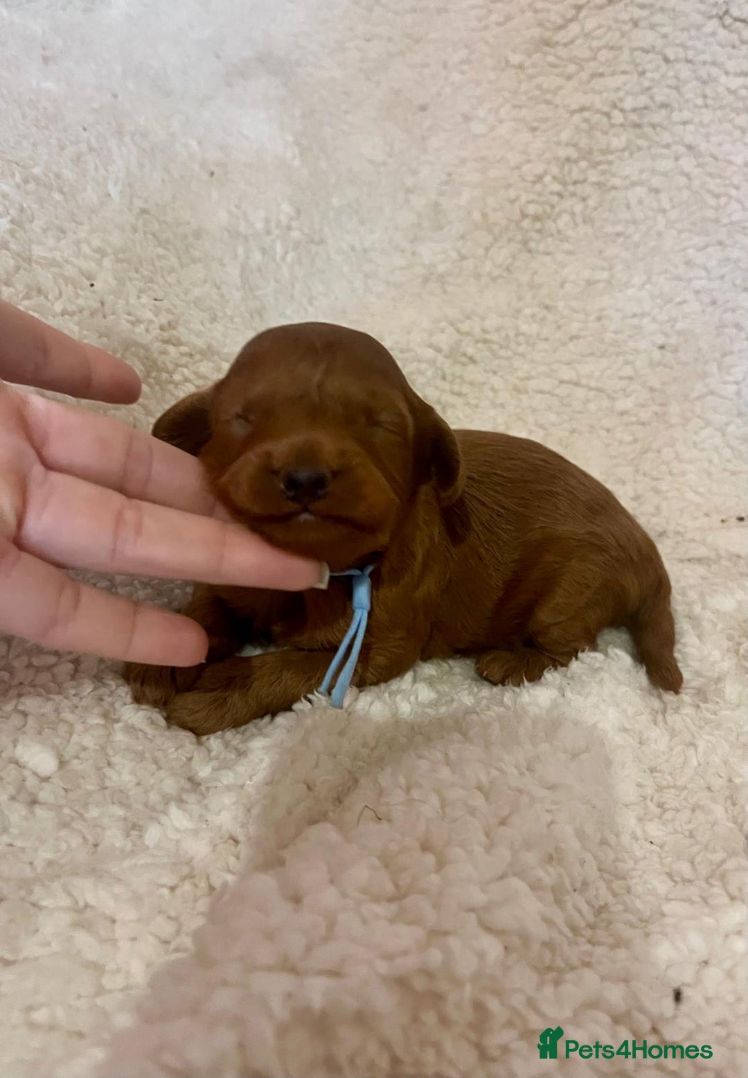 Cavapoo dogs for sale: Top quality F1b red toy Cavapoo  - Advert 11