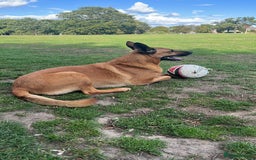 Mixed Breed dogs for sale: Belgian Shephard Cross - Image 3
