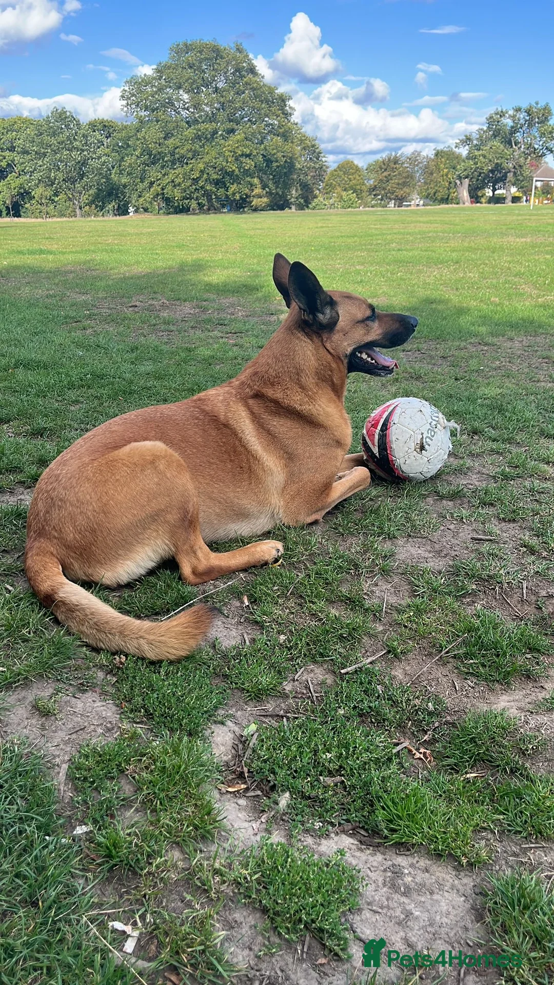 Mixed Breed dogs for sale: Belgian Shephard Cross - Advert 3