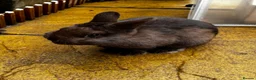 Netherland Dwarf rabbits for sale: Chocolate Netherland dwarf male  in Bradford - Advert 3