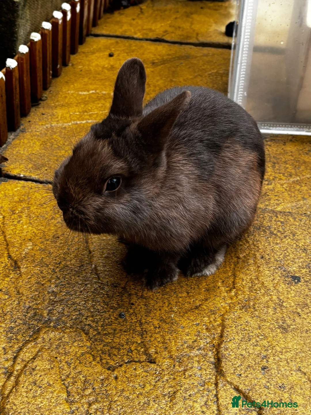Netherland Dwarf rabbits for sale: Chocolate Netherland dwarf male  in Bradford - Advert 3