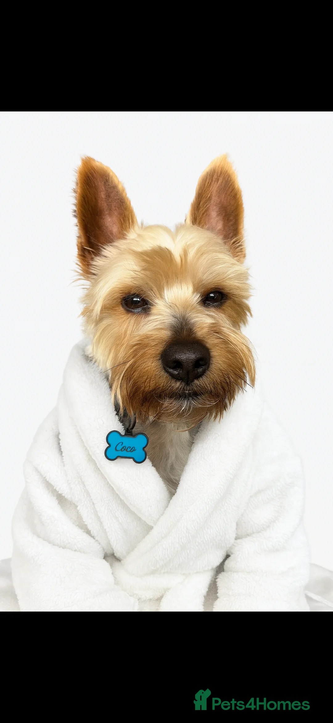 Yorkshire Terrier dogs for stud: Coco master  - Advert 8