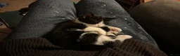 European cats for sale: 3 adorable black and white kittens for sale - Advert 6