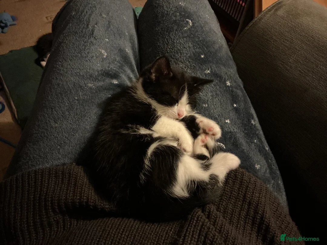 European cats for sale: 3 adorable black and white kittens for sale - Advert 6
