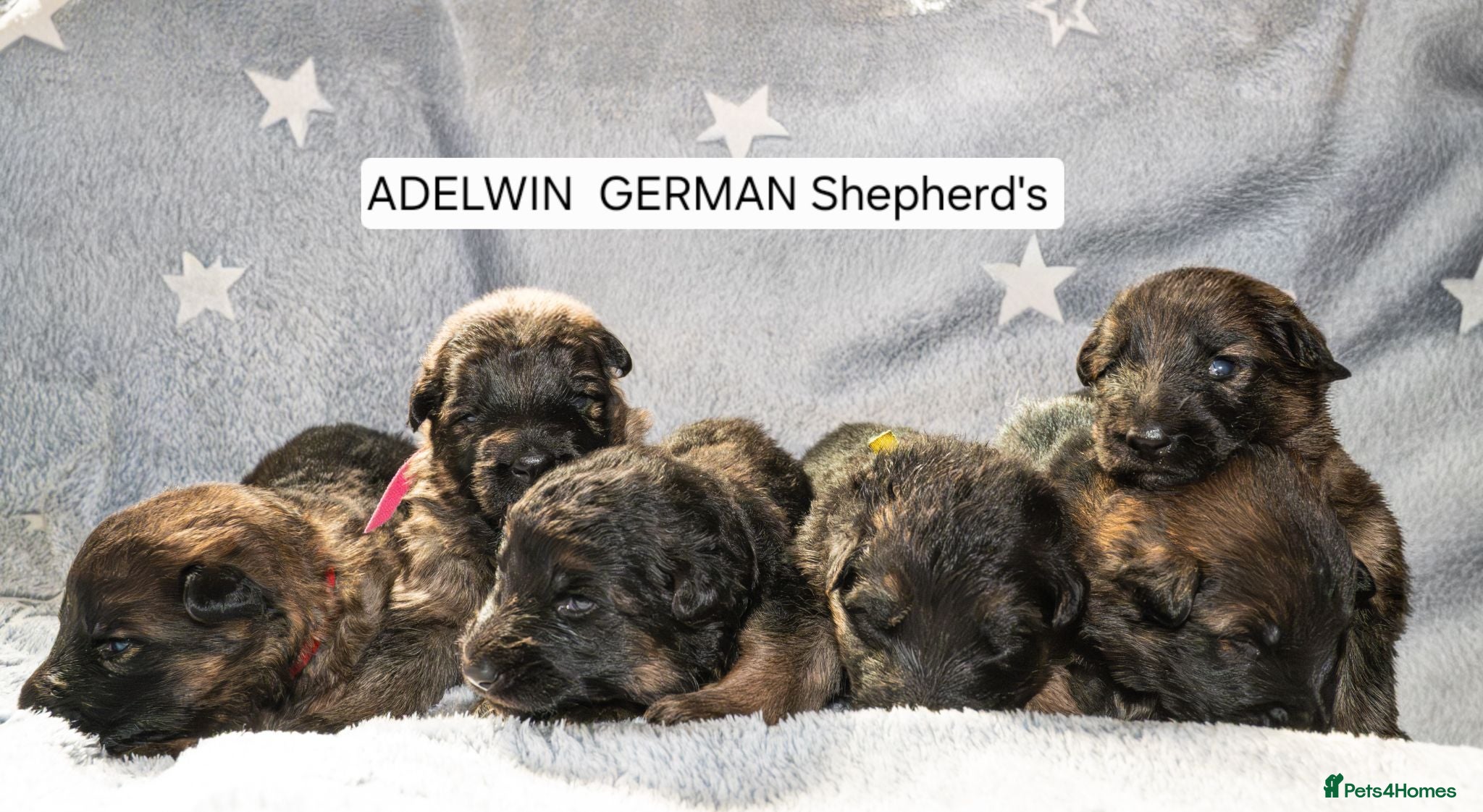 German Shepherd dogs KC, parents health Tested German shepherd Puppies  - Advert 11