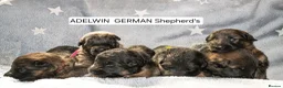 German Shepherd dogs for sale: KC, parents health Tested German shepherd Puppies  - Advert 2