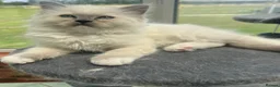 Ragdoll cats for sale: Beautiful GCCF Lilac/Blue Mitted kittens 🥇🐾 - Advert 4