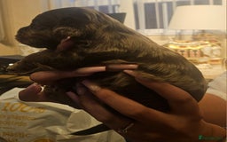 Cockapoo dogs for sale: Beautiful/healthy F1 cockapoo’s.3 girls🩷3 boys🩵 - Image 7