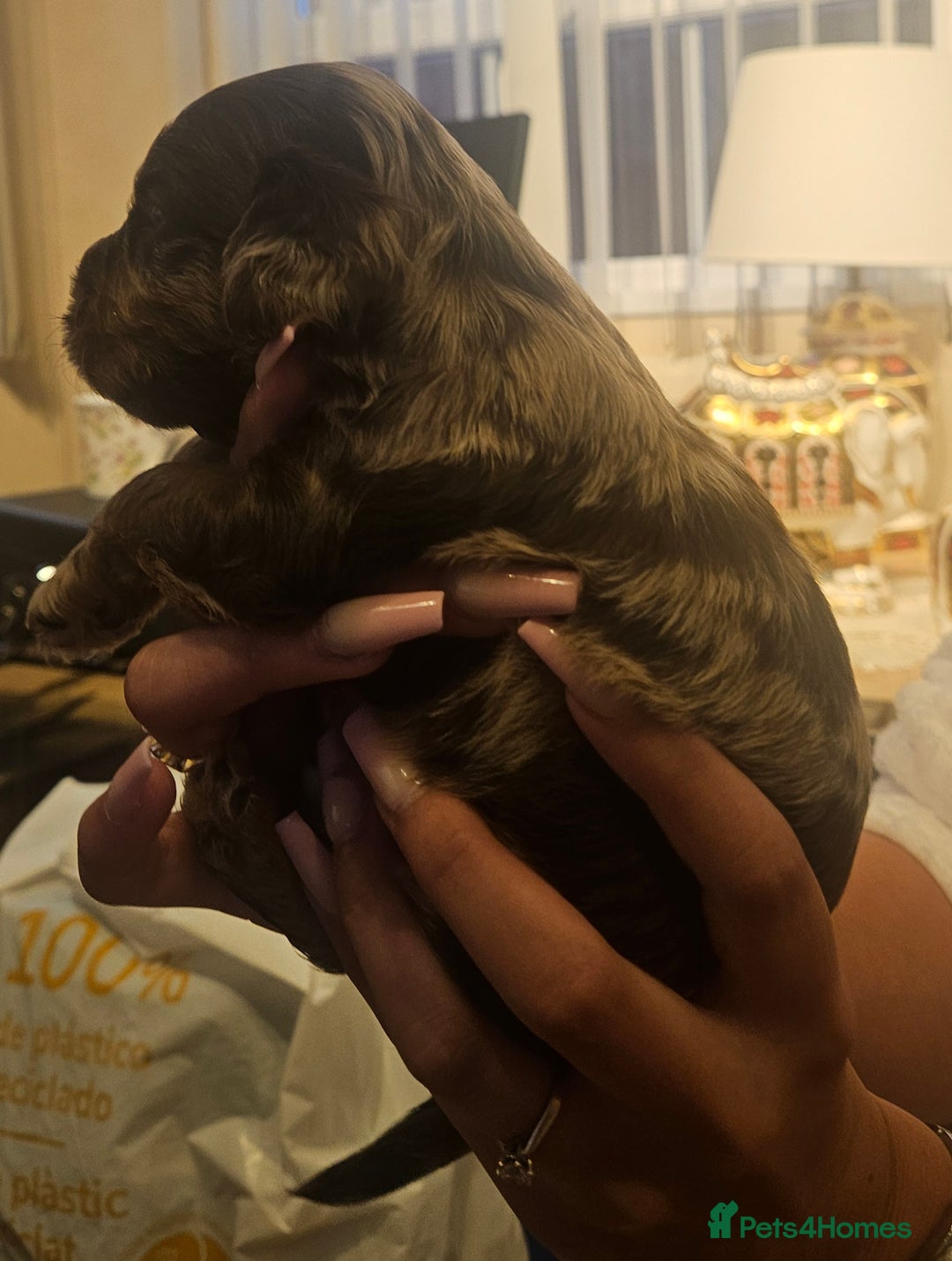Cockapoo dogs for sale: Beautiful/healthy F1 cockapoo’s.3 girls🩷3 boys🩵 - Image 7