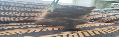 Mixed Breed 3