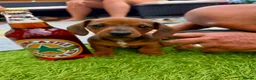Miniature Dachshund dogs for sale: Beautiful miniature dachshunds in Treharris - Advert 13