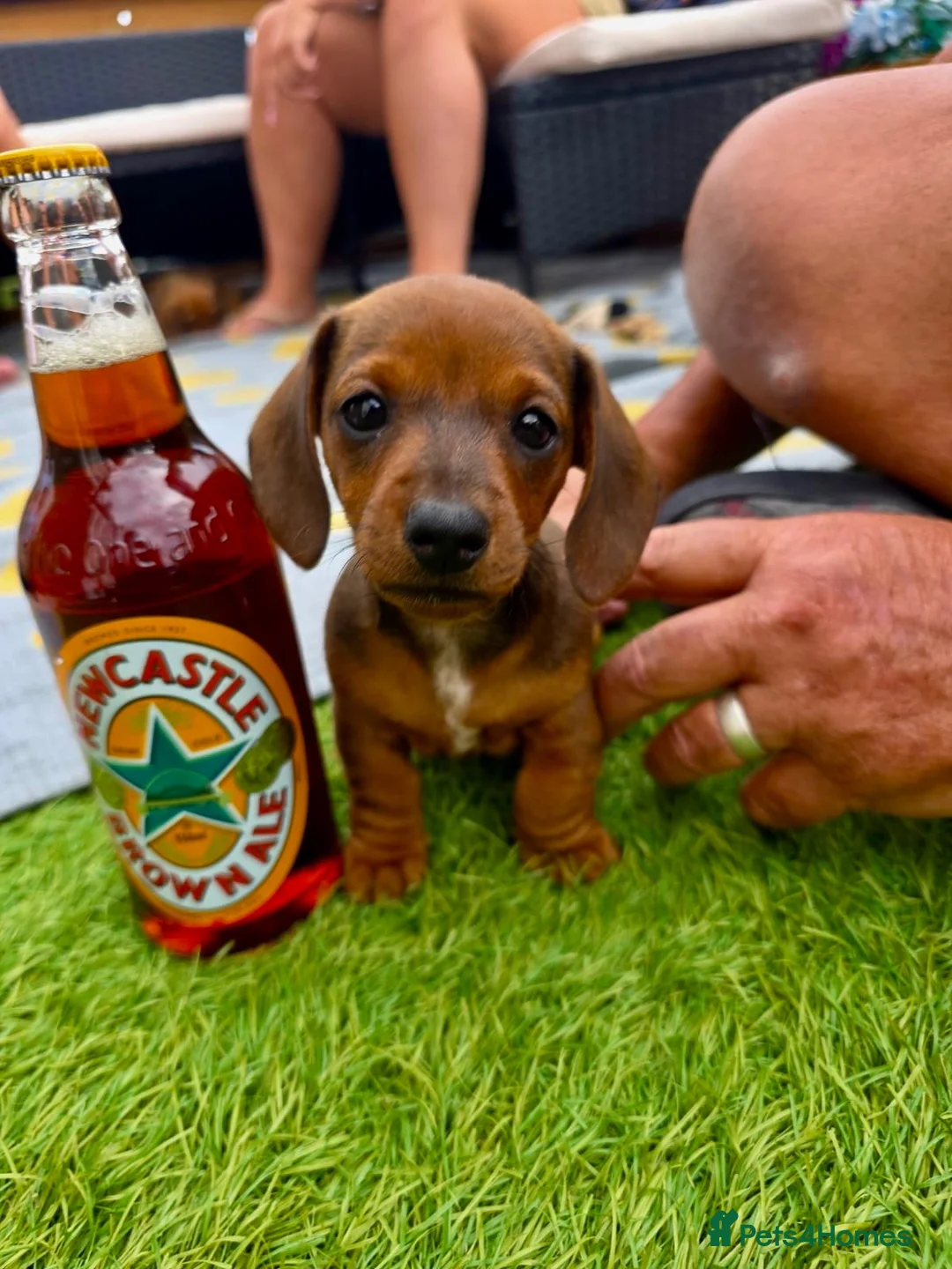 Miniature Dachshund dogs for sale: Beautiful miniature dachshunds in Treharris - Advert 13
