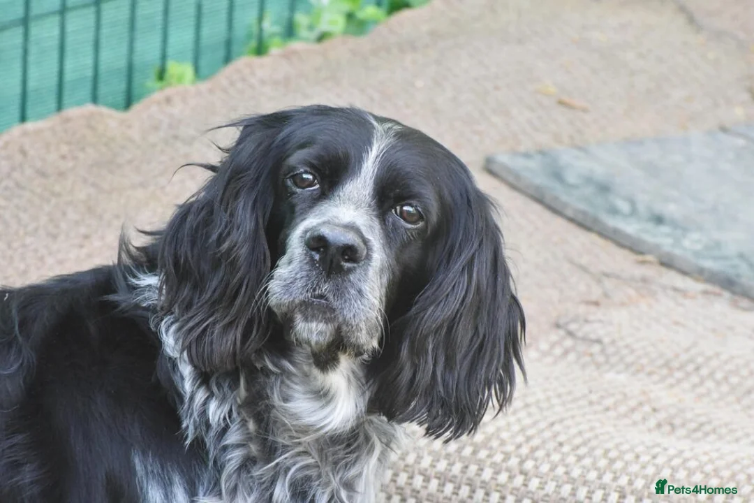 English Setter dogs for adoption: Kataleya in New Romney - Advert 6