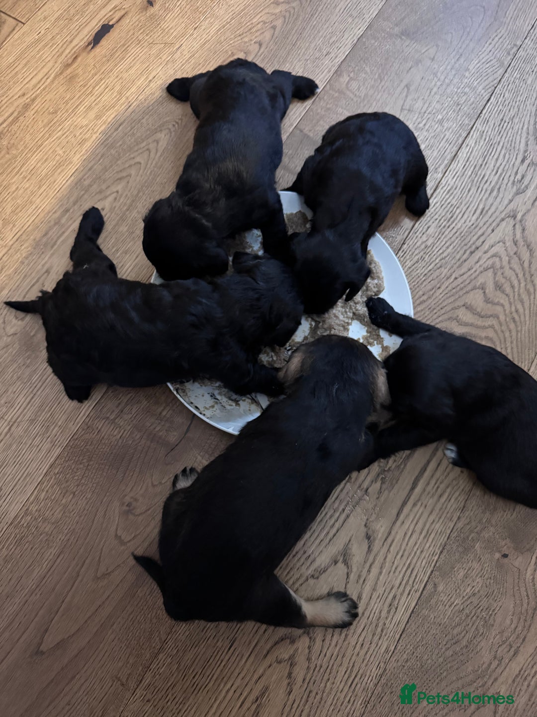 Mixed Breed dogs for sale: Miniature Schnauzer X Cockapoo - Image 17