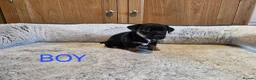 Jack Russell dogs for sale: Beautiful Black and Tan and Tri Jack Russell pups - Advert 3
