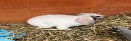 Mini Lop rabbits for sale: Pure Mini Lop babies  - Advert 5
