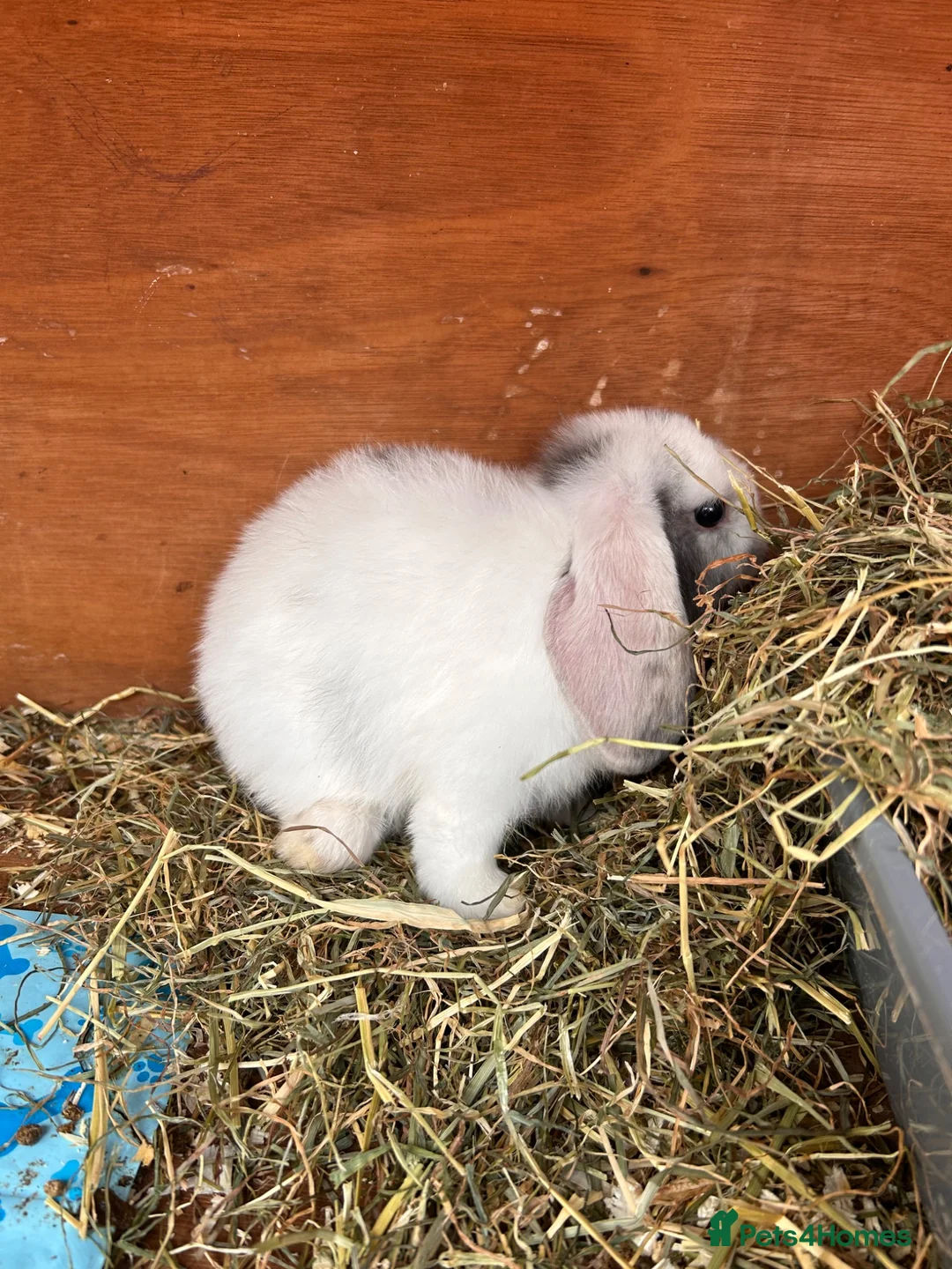 Mini Lop rabbits for sale: Pure Mini Lop babies  - Advert 5